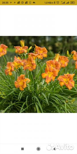 Саженцы цветов и лечебных растений