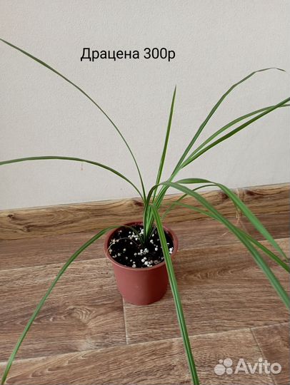 Комнатные цветы от