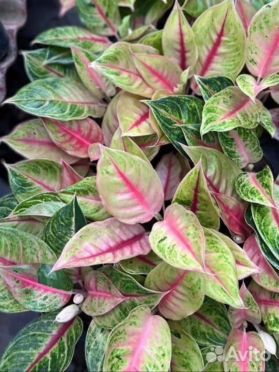 Аглаонема jackpot джекпот