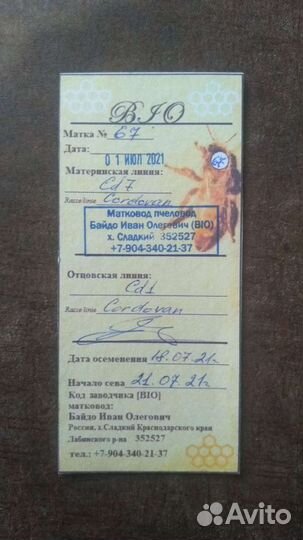 Кордован - Золотая пчела