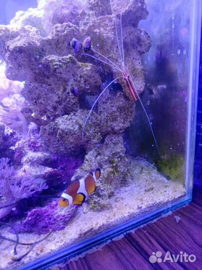 Морская рыба, креветка. Рыба клоун, криль Доктор