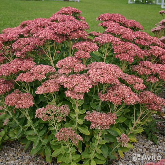 Очиток видный