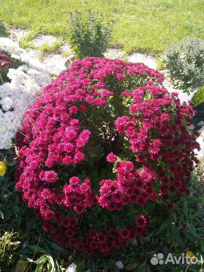 Рассада Хризантемы мультифлора, шаровидной