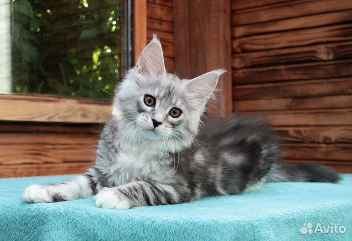 Серебряная кошка