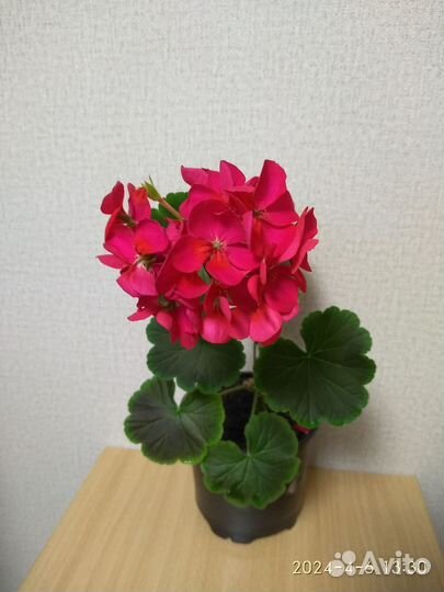 Комнатные цветы герань