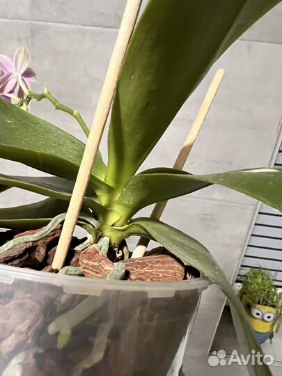 Орхидея фаленопсис Love potion