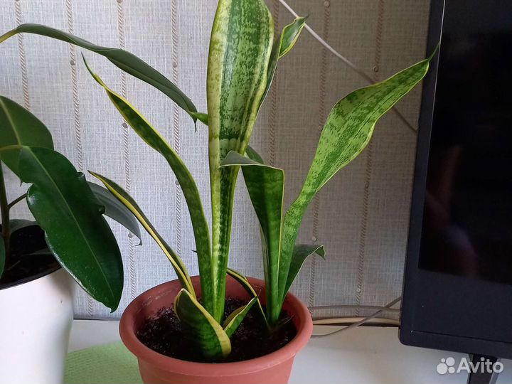 Комнатные растения