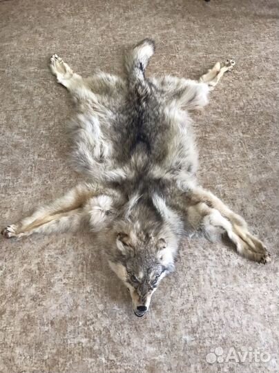 Шкура волка