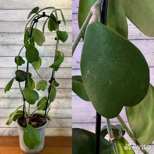 Хойи, непентесы