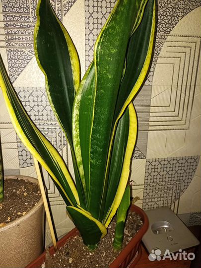 Сансиеверия Футура Суперба