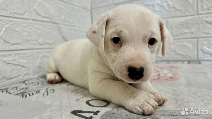 Щенки Джек Рассел терьера