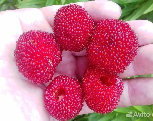 Тибетская малина саженцы