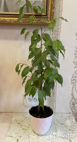 Фикус бенджамина