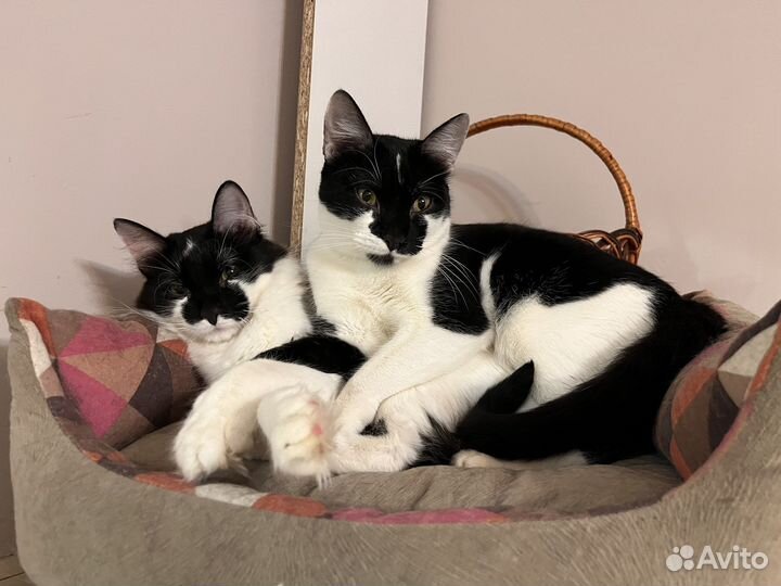 Черно-белые котята в дар. Нежнятины