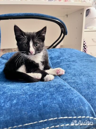 Котенок девочка с прививками