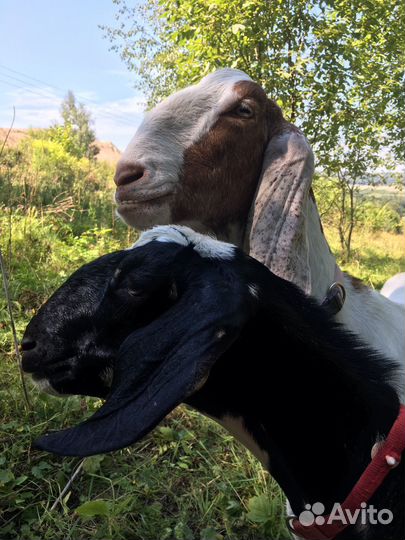 Молоко козье