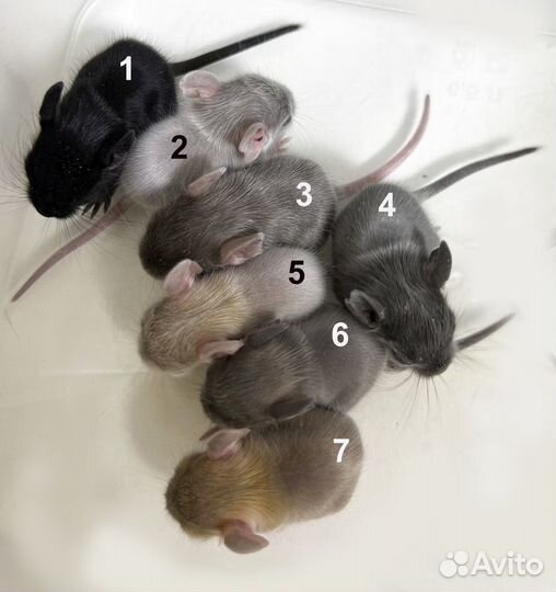 Белки дегу питомник, все окрасы