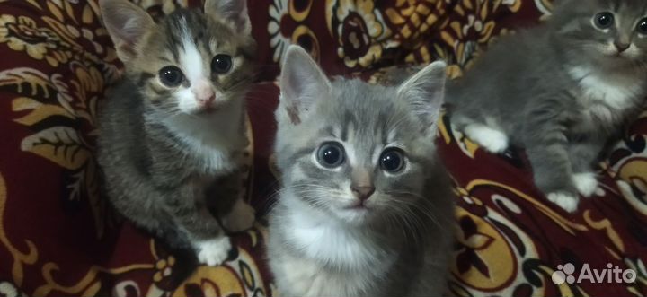 Котята в добрые руки