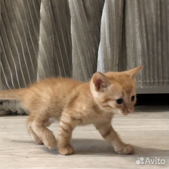 Рыжий котенок