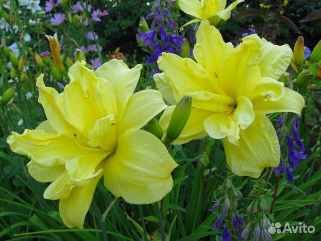 Петуния, пеларгония, лилейники