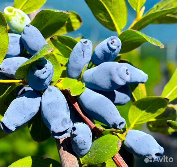 Саженцы плодовых кустарников