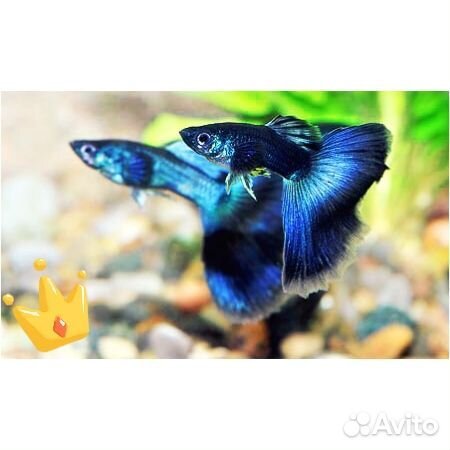 Рыбки гуппи, растения,креветки, меченосцы