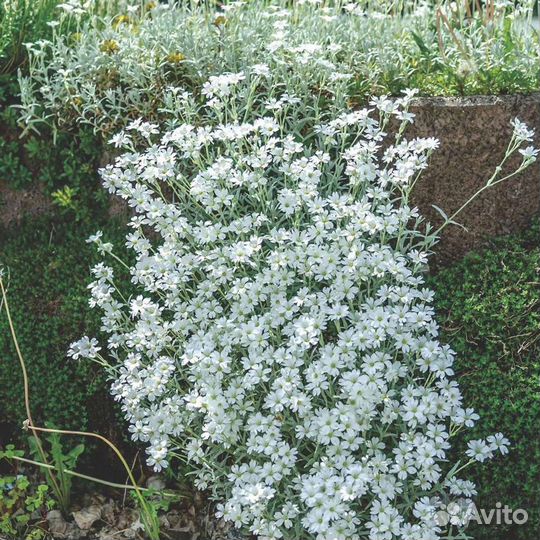 Садовые растения