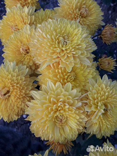 Хризантемы мультифлора