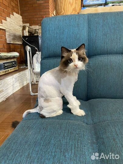 Стрижка кошек и собак (выезд/салон)