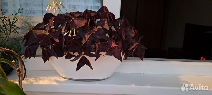 Кислица оксалис