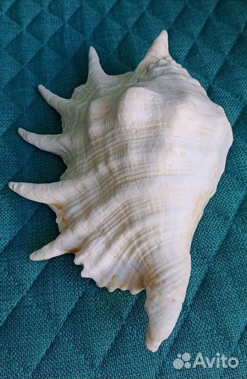 Большая морская раковина