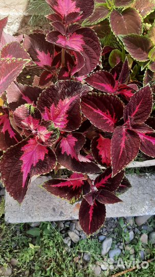 Колеусы вегетативные