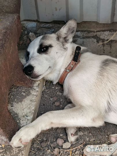 Щенок девочка в добрые руки с будкой