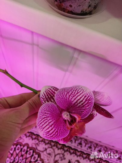 Орхидея фаленопсис Фантом
