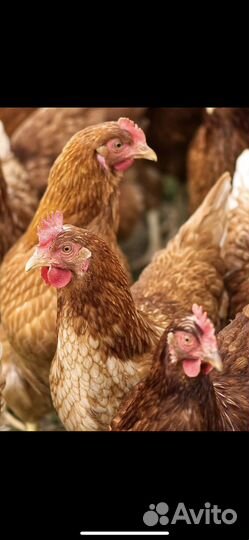 Куры молодки самых яйценосных пород