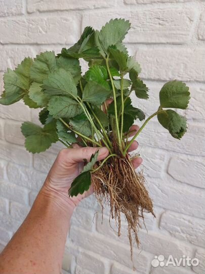 Усы клубники Купчиха