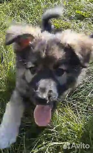 Берта - щенок-девочка в хорошие руки