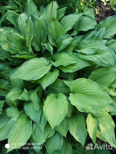 Хосты, лилейник, орех Манчжурской