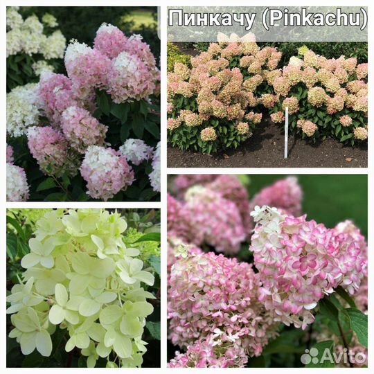 Сортовые метельчатые гортензии