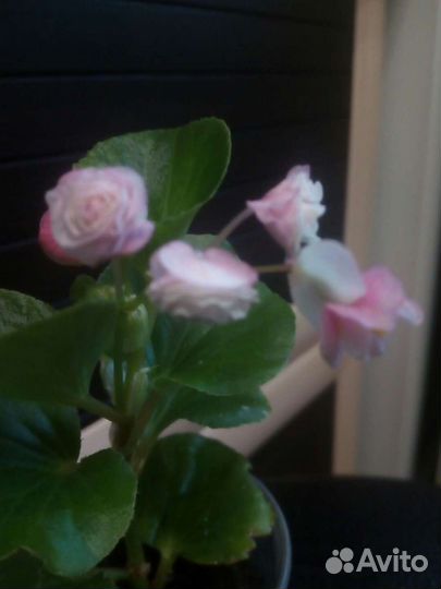 Бегония вечноцветущая махровая