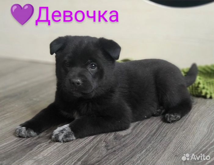 Щенок в добрые руки