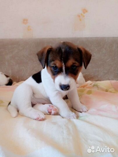 Джек Рассел терьер Щенки