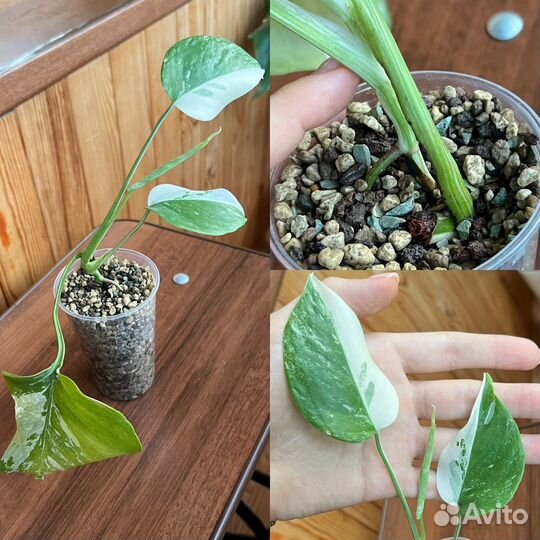 Монстера вариегатная альба