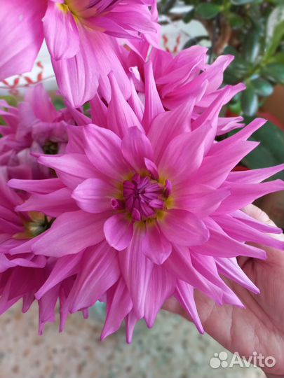 Саженцы многолетних цветов