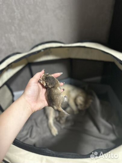 Котята британская золотая шиншилла