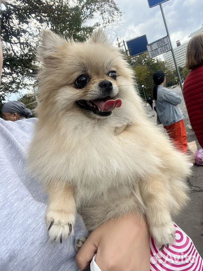 Шпиц вязка девочка