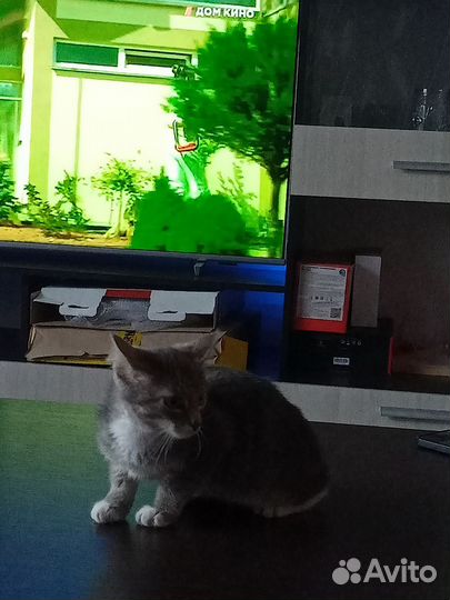 Домашние животные кошки