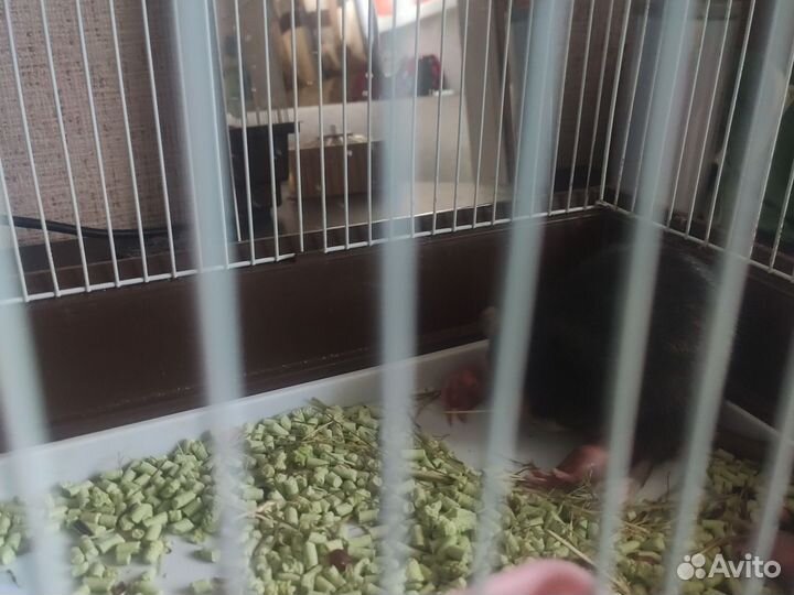 Крыса дамбо