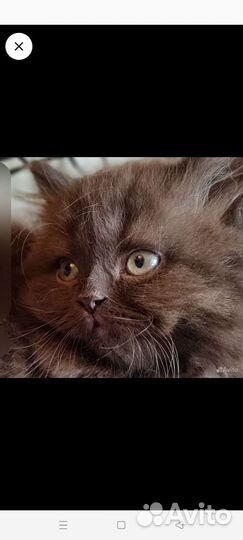 Британская В разведение