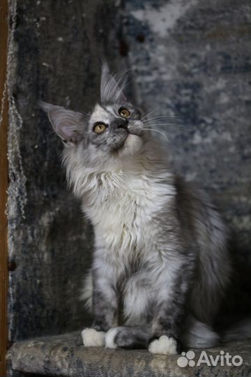 Котенок Мейн-кун, Голубой крем на серебре